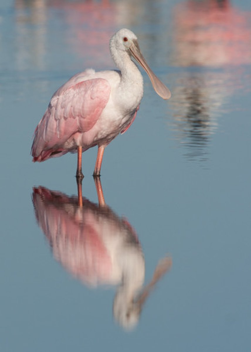 <p>Pelecaniformes</p><p>Threskiornithidae</p>