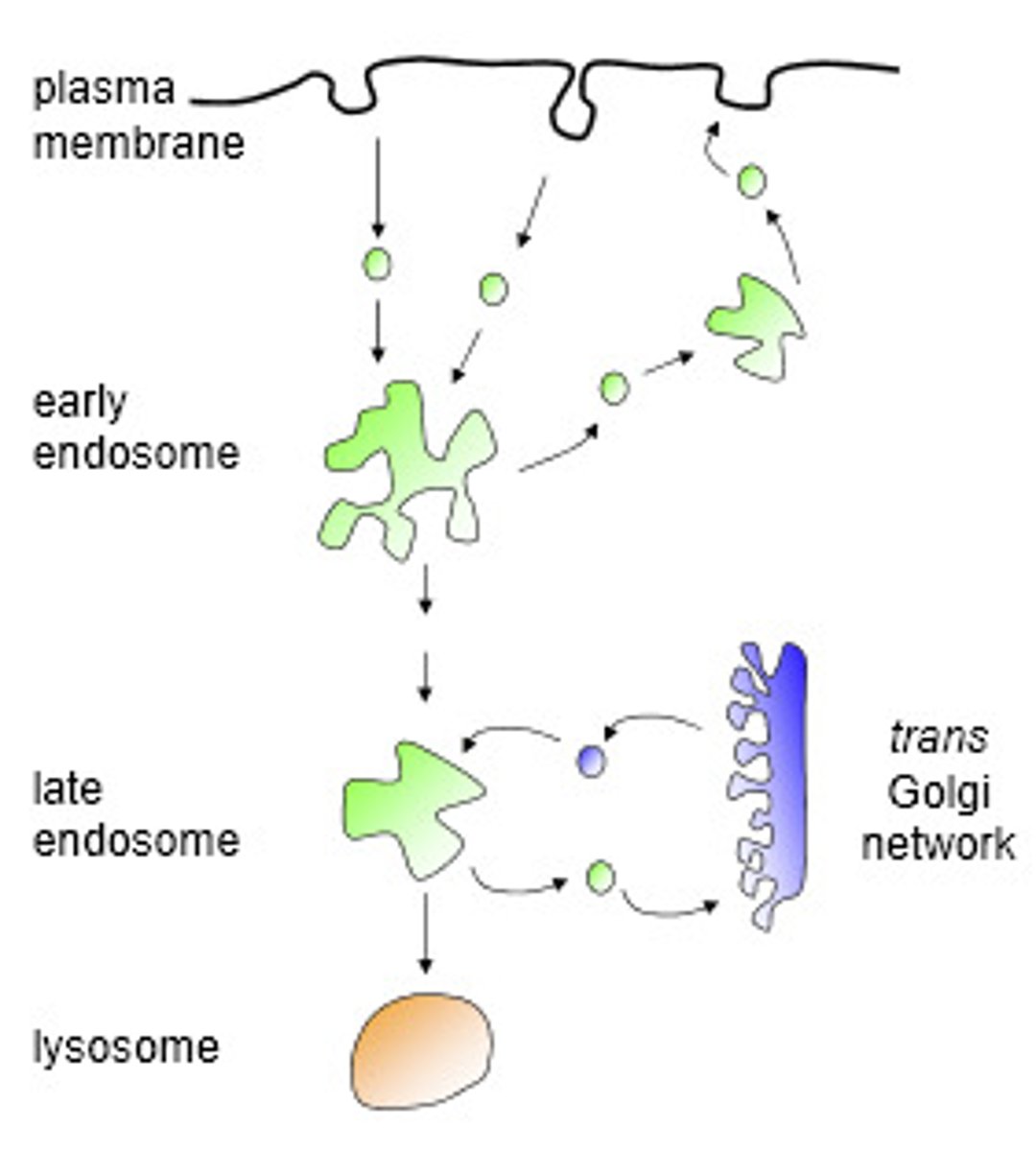 <p>a. endosome</p>