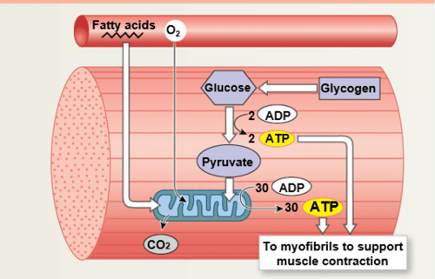 <p>ATP required for muscle contraction cycle.</p>