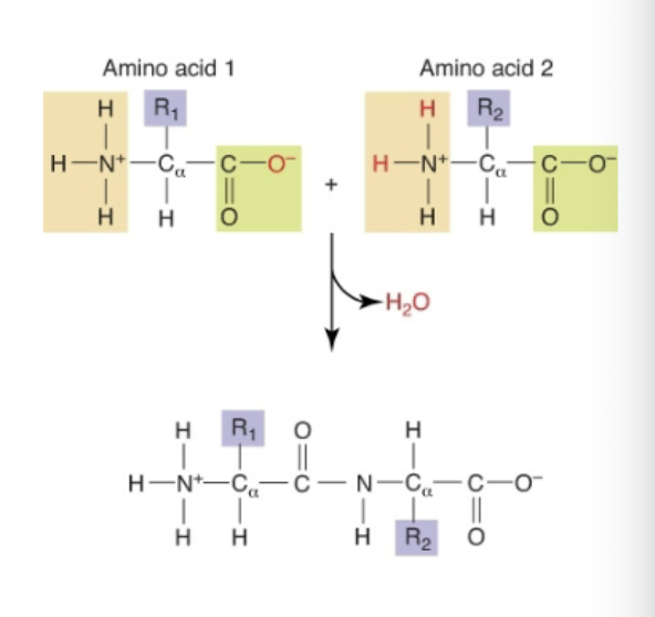 <p>By dehydration</p>