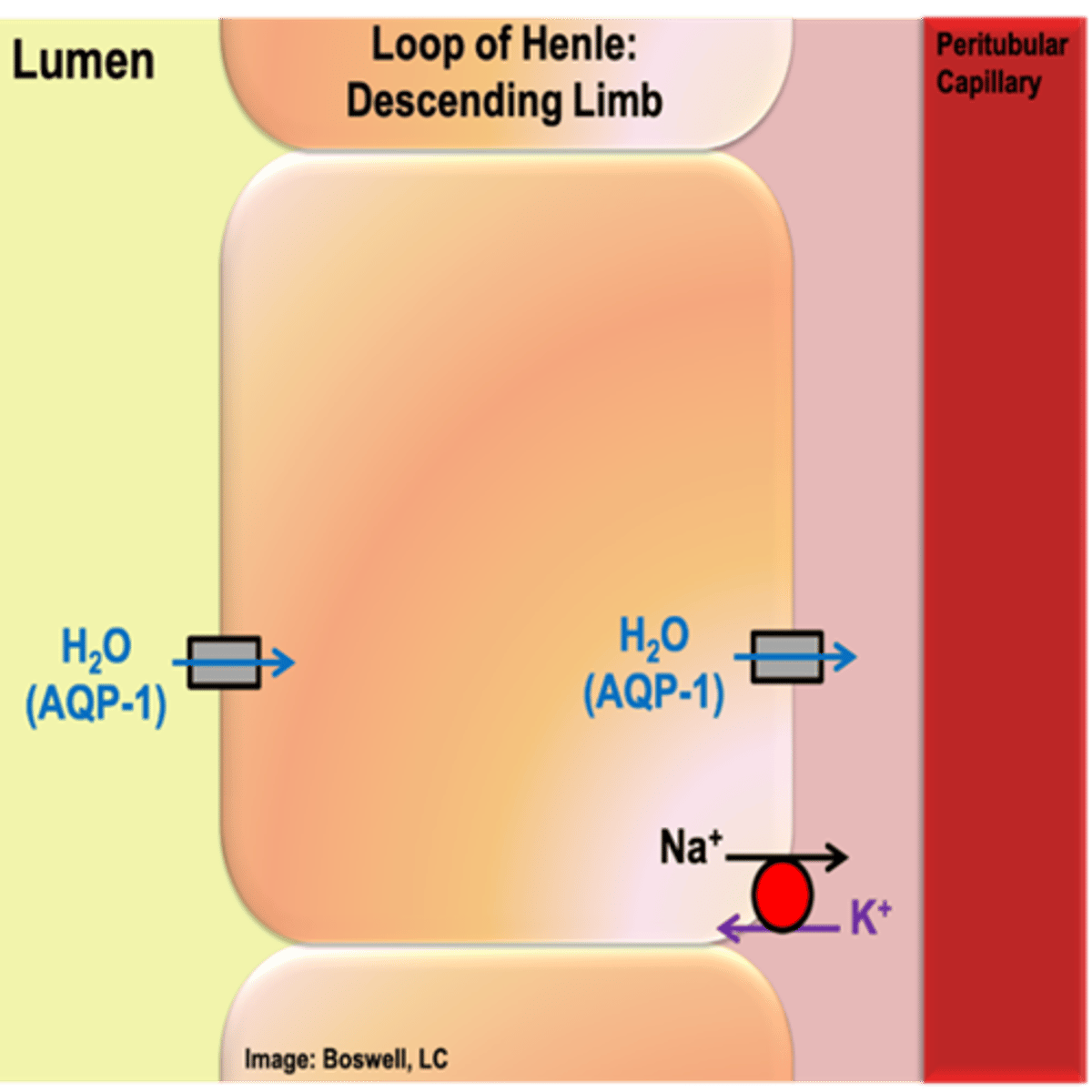 <p>- osmotic reabsorption of water (AQP-1 on apical and basolateral side)</p><p>- As ultrafiltrate flows down descending limb into innermedulla, equilibrates with its surroundings</p><p>- Water is continued to be reabsorbed until the equilibrium is reached</p>