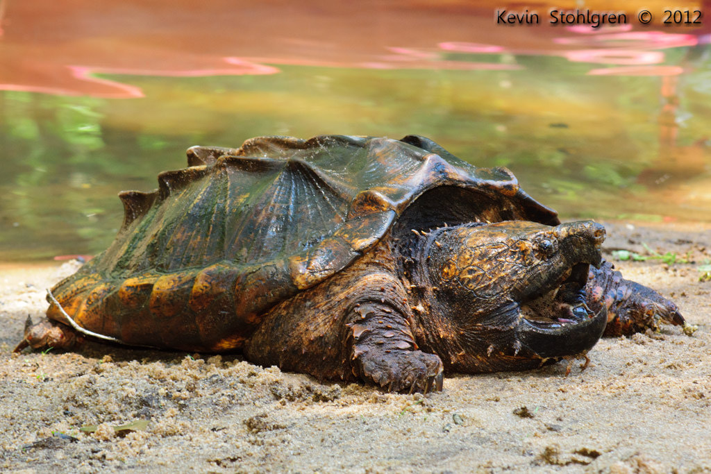 <p>Alligator snapping turtle</p>