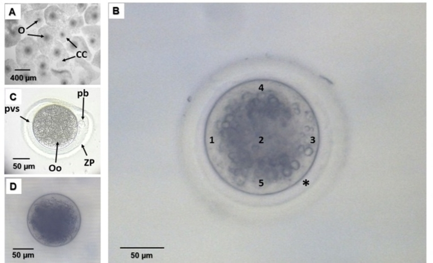 <p>What is the clear portion within the ring points 1-5 are called?</p>
