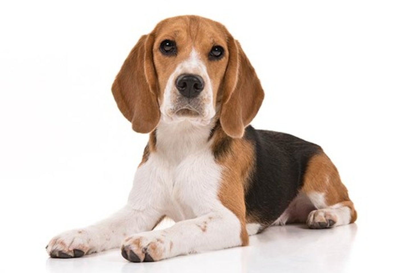 <p>Friendly, Curious, Merry</p><p>AKC Breed Popularity: Ranks 5 of 194</p><p>Height: 13 inches &amp; under, 13-15 inches</p><p>Weight: under 20 pounds (13 inches &amp; under), 20-30 pounds (13-15 inches)</p><p>Life Expectancy: 10-15 years</p><p>Group: Hound Group</p>