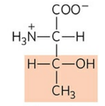 <p>Abbreviation: Thr, T</p>