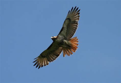 Very apparent red on tail, broad wings and tail, streaked band on chest/belly, dark head. Males and females similar.
