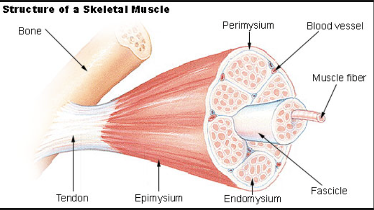 <p>= one long muscle cell with lots of nuclei</p><p></p><p>fibers are cells and fibers get packaged into fassicles and fassicles are bundled into muscles</p>