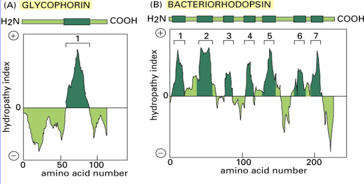 <ul><li><p><span>explain multipass nature of integral</span><br><span>membrane proteins</span></p></li><li><p><span>scores each amino acids based on its hydrophobicity</span></p></li></ul><p></p>