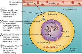 Steroid Hormones consists of 