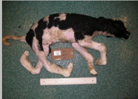 <p>What is the likely cause of this abortion and describe the pathology. </p>