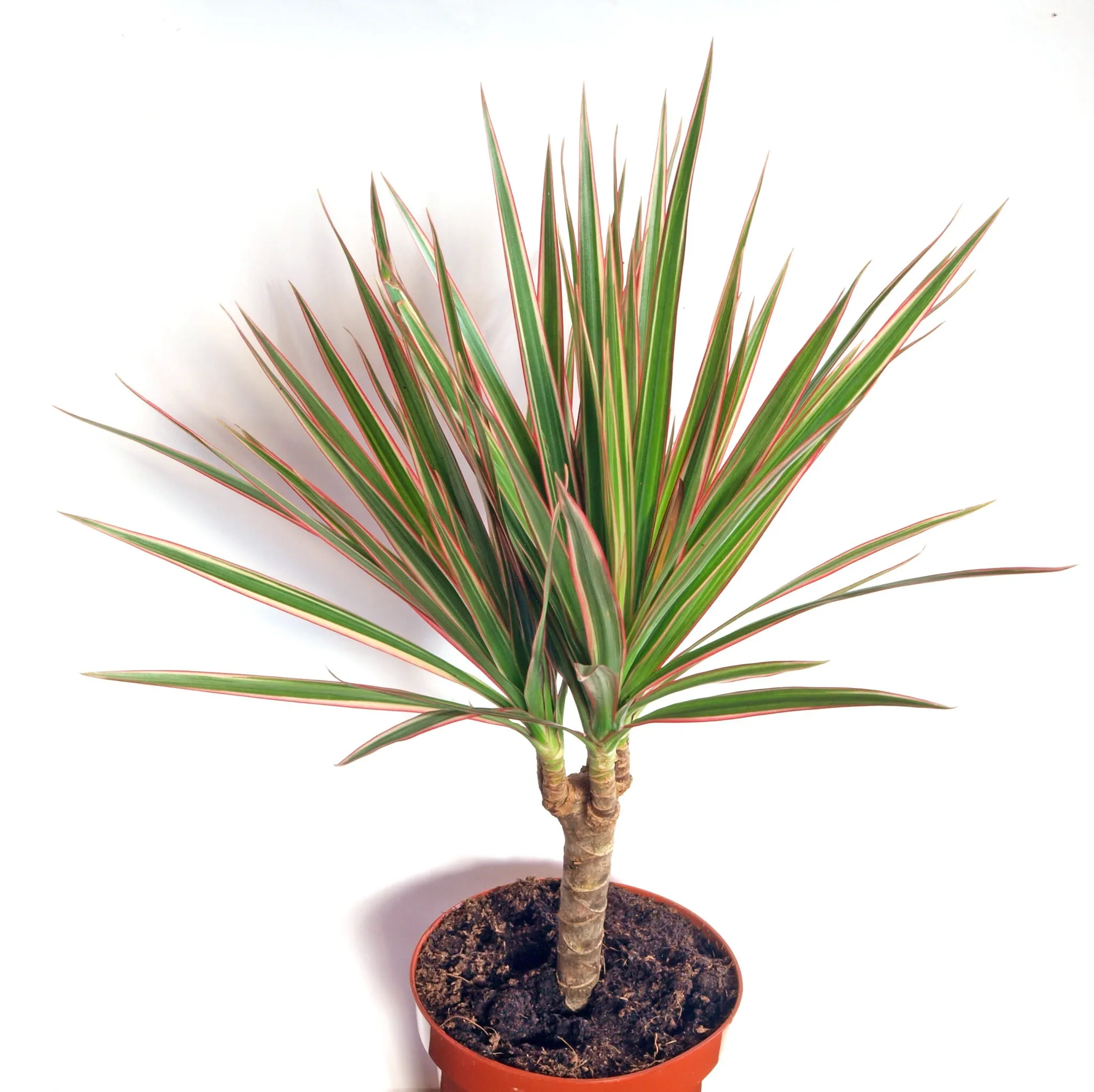 <p><span style="font-family: Inter, helvetica, arial, sans-serif">red-edged dracaena or Madagascar dragon tree</span></p>