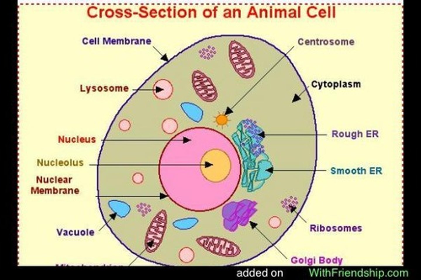 <p>a jellylike fluid inside the cell in which the organelles are suspended</p>