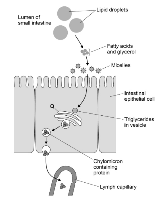<p>Name structure Q in the diagram above and suggest how it is involved in the absorption of lipids. (4) </p>