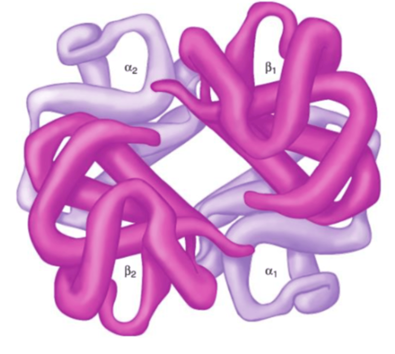 <p>A protein with more than one polypeptide chain; also said to have a quaternary structure.</p><p>particularly subject to dominant negative mutations</p>