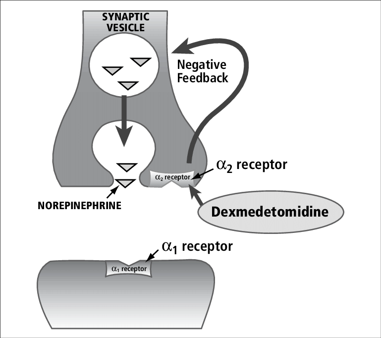 <p>It is a negative-feedback mechanism that prevent prolonged response of a synapse from N.E</p>