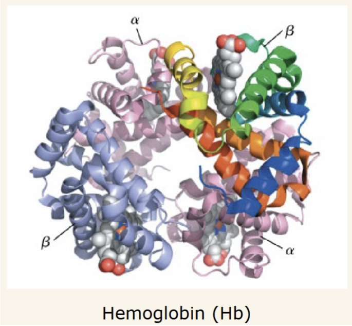 <p>tetrameric heme protein that transports O2 from lungs or gills to peripheral tissues and returns CO2 to gills or lungs for exhalation.</p>