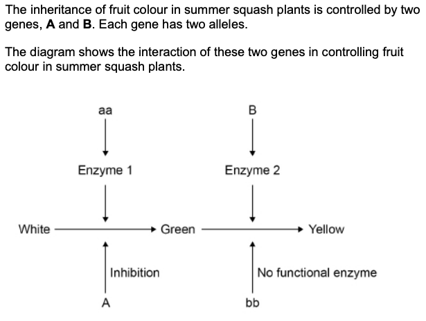 <p>A population of summer squash plants produced only green and yellow fruit. The percentage of plants producing yellow fruit in this population was 36%. </p><p>Use the Hardy-Weinberg equation to calculate the percentage of plants that were heterozygous for gene B. </p>