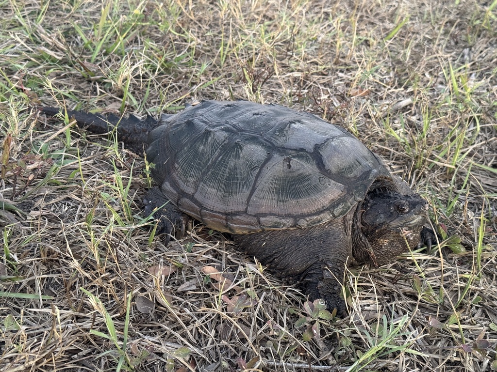 <p>Common Snapping Turtle, FL native, live in C to E USA, long tail, sharp beak, relatively smooth and round carapace, bikini plastron</p>
