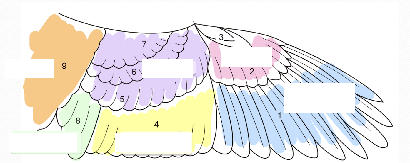 <p>Name different regions of a wing feather </p>