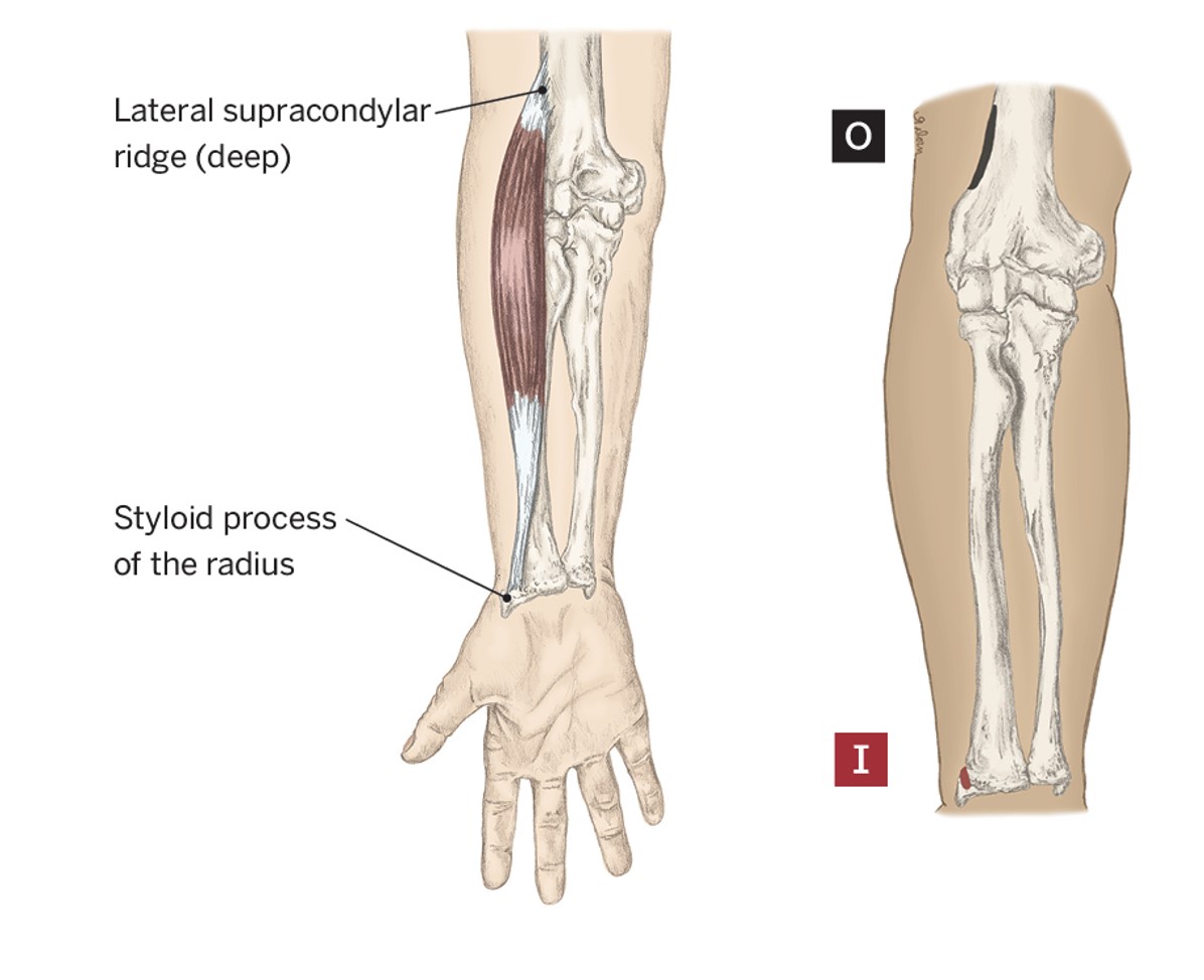 <p>O- Humerus; Lateral Supracondylar Ridge of humerus</p><p>I- Styloid Process of the radius</p><p>A- Elbow flexion, &amp; Forearm supination/pronation</p><p>FYI: Brachioradialis resits supination/pronation in “neutral” forearm position (i.e. if elbows are flexed, thumbs pointing up); it will not merely brings the forearm to neutral, not past (towards full supination or pronation)</p>