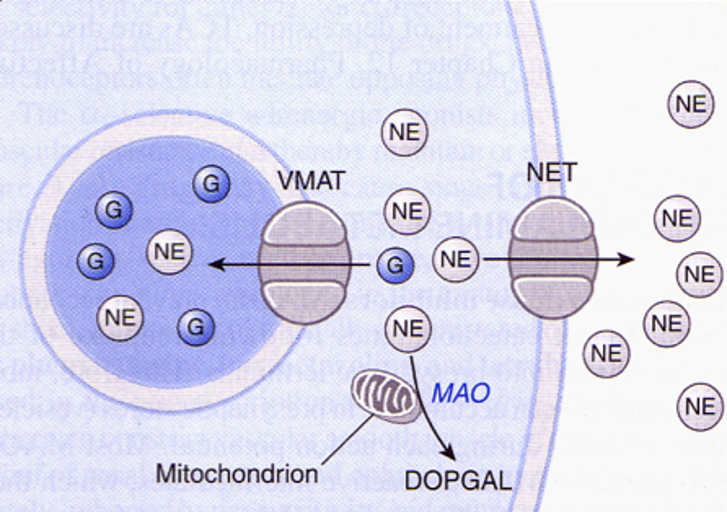 <p>- Ephedrine taken up by cell and competes with NE → displace NE from vesicle → higher [NE] in cytosol → NE flows out of cell due to concentration gradient → increased [NE] in synaptic cleft → stimulatory effect (not as dramatic as cocaine)</p>