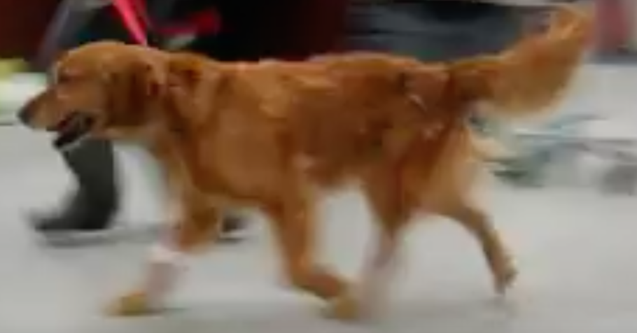 <p>Dog given drug; walks fine almost immediately after - what?!</p><p></p><p>Potentially:</p><p>1) Junction between motor and nerve muscle not working correctly</p><p>2) Coonhound paralysis</p><ul><li><p>Motor nerve itself stopped functioning</p></li></ul><p>3) Myatonia</p><ul><li><p>Muscles contract too much because they have ion problems</p></li></ul><p>4) Myasthenia gravis</p><ul><li><p>Very rare</p></li><li><p>Antibodies are made that target NMJ specific proteins</p></li><li><p>May kill proteins entirely or make it so they don’t work anymore</p></li></ul><p>The drug given was Tensilon</p><ul><li><p>Takes remaining proteins left in the cleft and give them more time to respond</p></li><li><p>Not curing, but delivering way more by inhibiting the enzyme that breaks it down&nbsp;</p></li></ul><p>LOCALIZE THE LESION</p><ul><li><p>In this case, its diffuse - a generalized lesion</p><ul><li><p><strong>In ALL NMJ around the body&nbsp;</strong></p></li></ul></li><li><p>Will try to suppress the immune system with a steroid to manage this</p></li><li><p><em>Synapse-related case</em></p></li></ul><p></p>