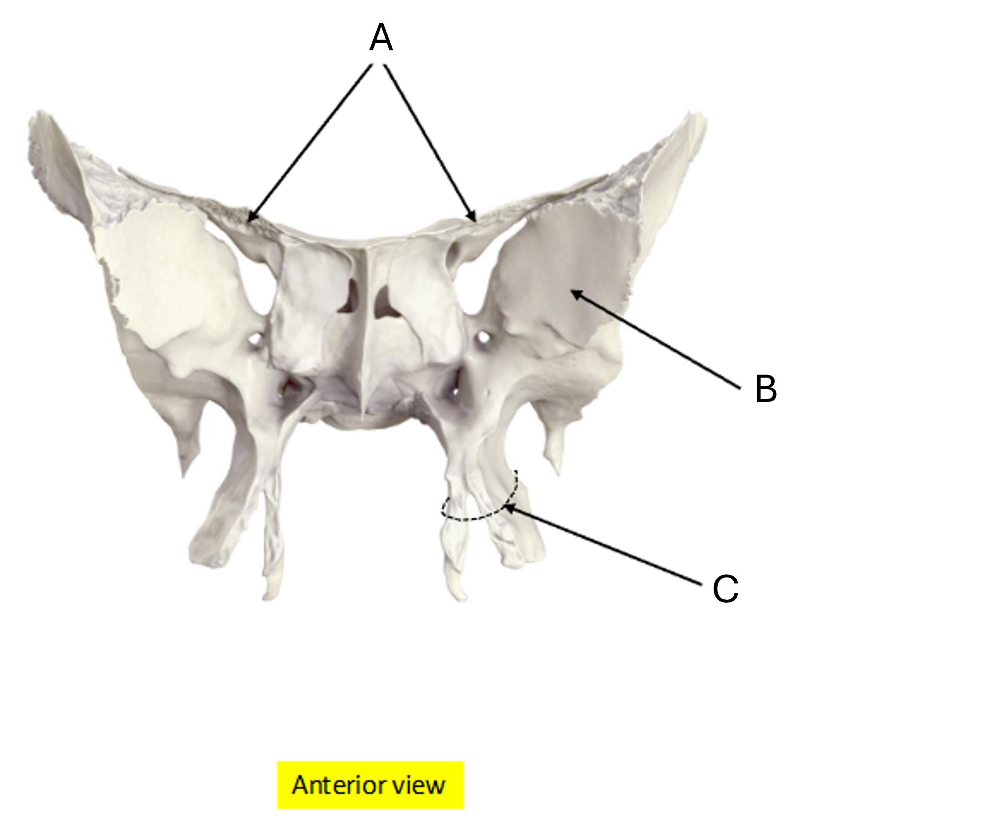 term image
