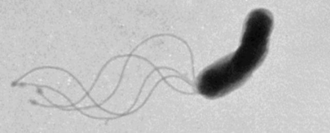 <p>flagella</p>