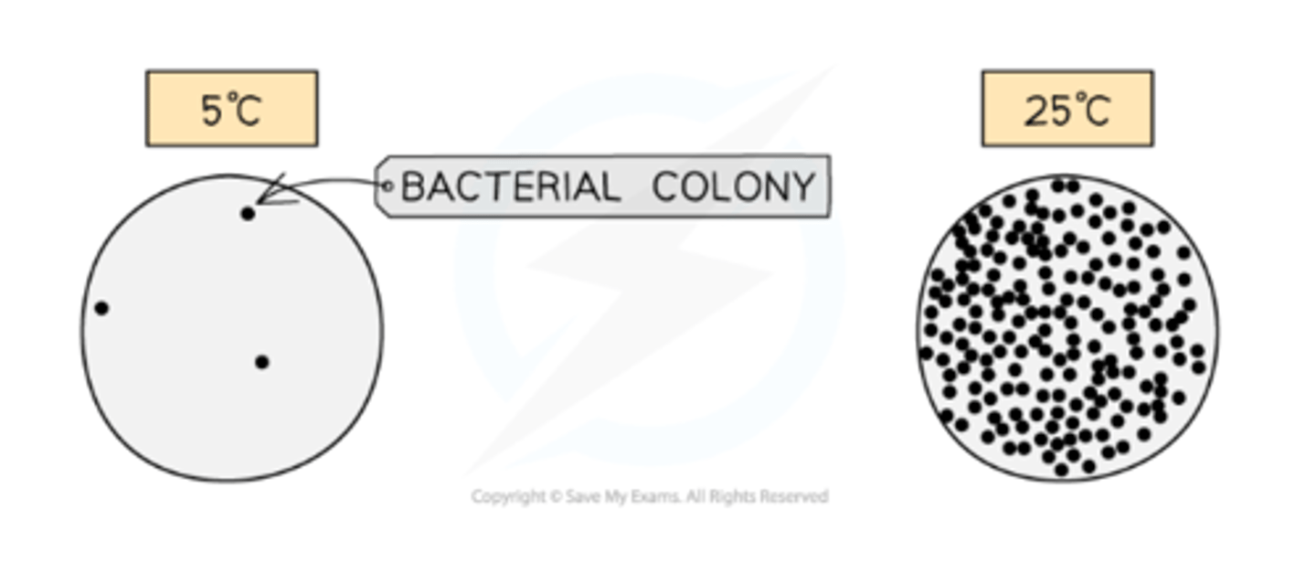<p>This difference is due to the fact that 25°C provides a temperature close to the optimum for enzyme activity in the bacteria. As a result, the rate of growth is much faster than those cultured at 5°C as enzymes' cellular reactions will be very slow</p>