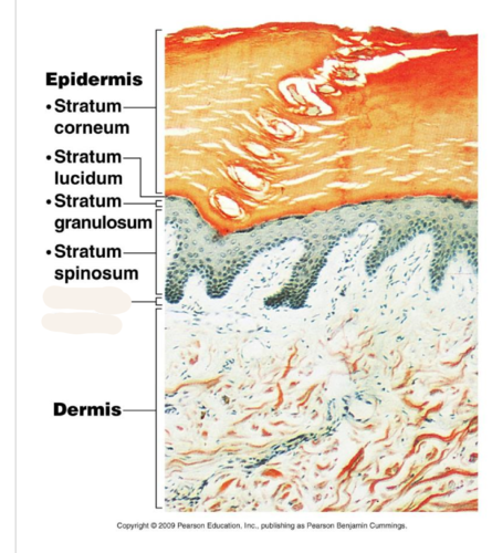 <p>deepest layer of epidermis</p>