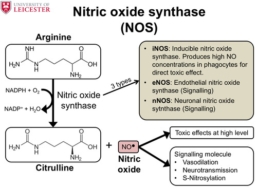 <p>These enzymes are used to convert the enzyme arginine to citrulline and nitric oxide. It results in the oxidation of NADPH to NADP+.</p>