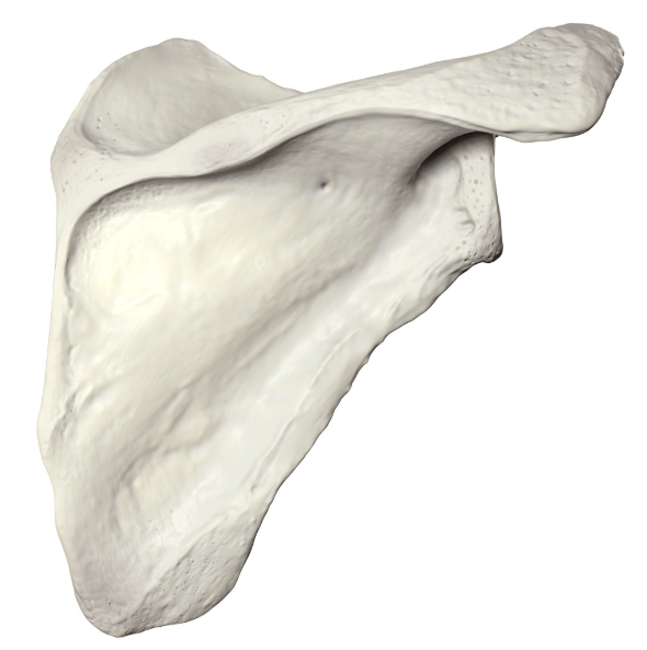 <ul><li><p>Spine of scapula can be seen</p></li><li><p>Infraspinous fossa</p></li></ul><p></p>