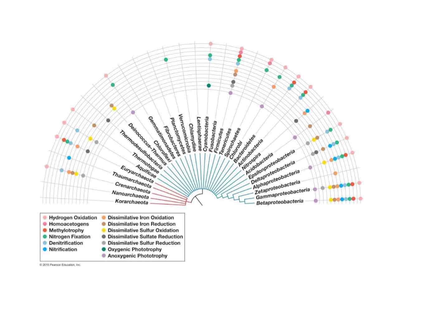 <p>Some chunk of the tree starts off phylogenetically and ends functionally, with different functions spread out on different branches of the tree.</p>