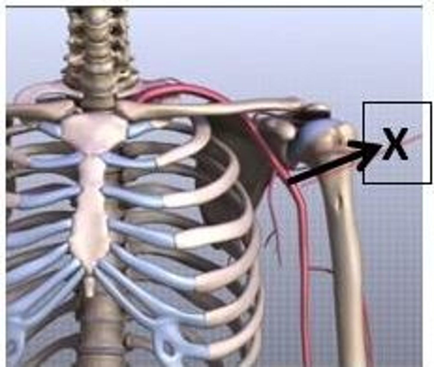 <p>a) Axillary artery</p><p>b) Junction of its two curves (medial 2/3 & lateral 1/3)</p>