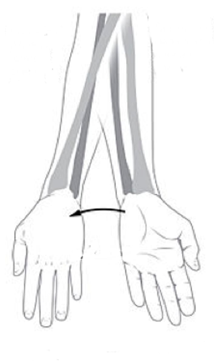 <p>Identify the action indicated in "B"</p>