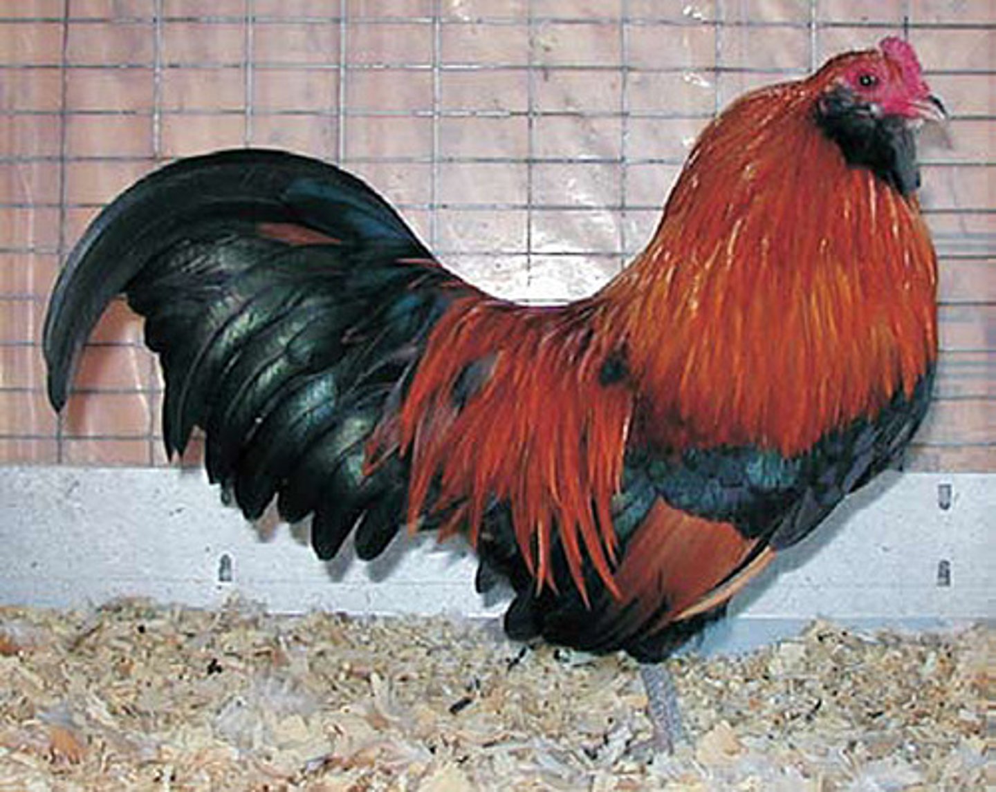 <p>- Mostly black body with red saddle and cape, small size and muscle, often considered rumpless</p><p>- Pea comb</p><p>- Blue and/or green shades of eggs</p><p>- Good egg laying compatibility</p>