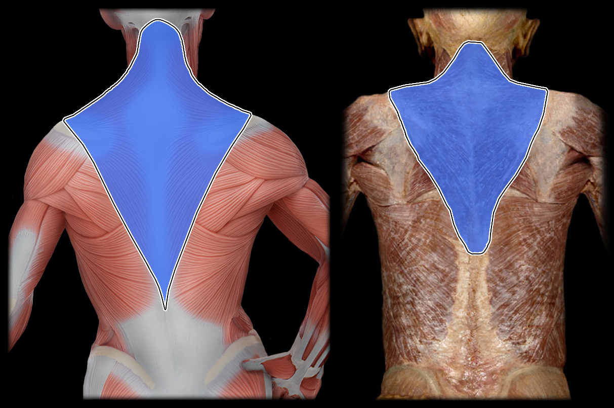 <p>Action of Trapezius 4</p>