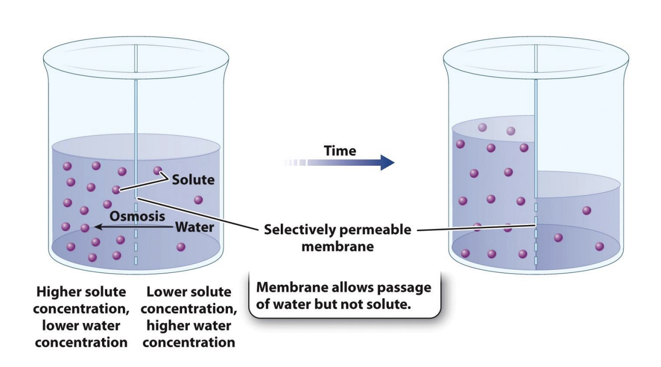 <ul><li><p><span><span>The net movement of a solvent, such as water, across a selectively permeable membrane toward the side of higher solute concentration.</span></span></p><ul><li><p>diffusion with water</p></li><li><p>Higher solute concentration = lower water concentration</p></li><li><p>lower solute concentration = higher water concentration</p></li></ul></li><li><p>Selectively permeable membrane allows passage of water but not solute</p></li></ul><p></p>