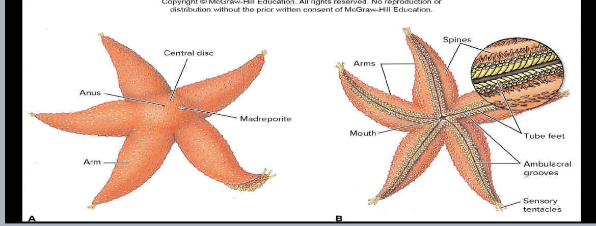 <p>Class Asteroidea: Sea star external anatomy</p>