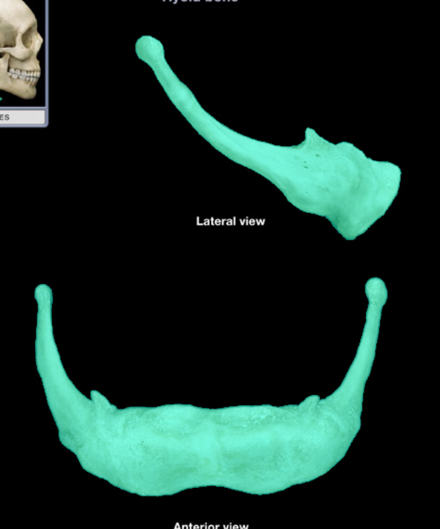 <p>what bone is highlighted</p>