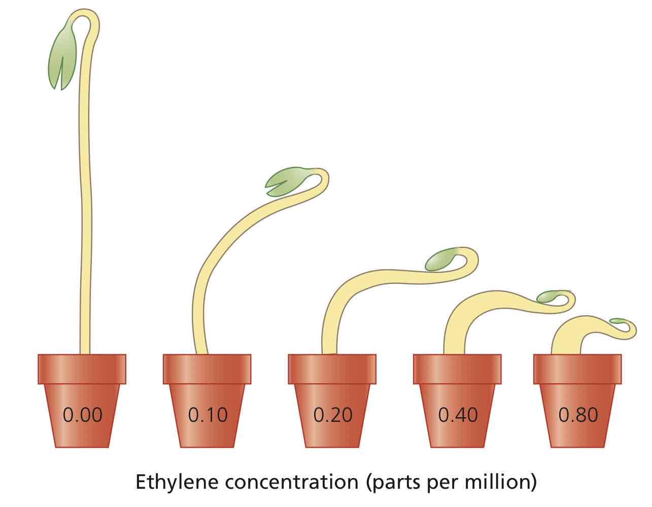 <p>The response to an obstacle.</p><ol><li><p>Ethylene production, slowing down stem elongation.</p></li><li><p>Thickening of the stem.</p></li><li><p>Lateral growth around obstacle.</p></li></ol>