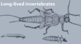 <p>Long-lived invertebrates </p>