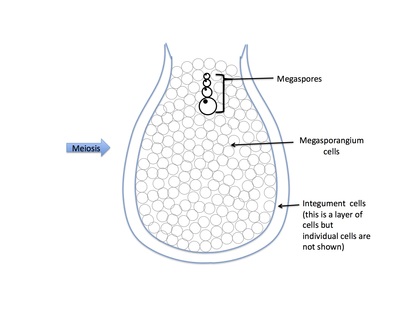 <p>Rank stages of gymnosperm seed development</p>