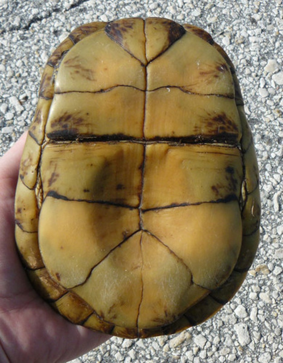 <p>the ventral part of the shell of a turtle or tortoise</p>