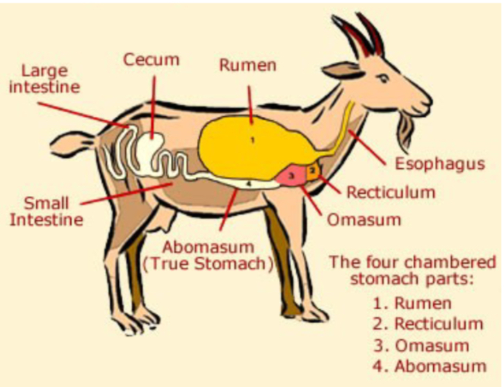 <p>What is the digestive pathway of ruminants?</p>