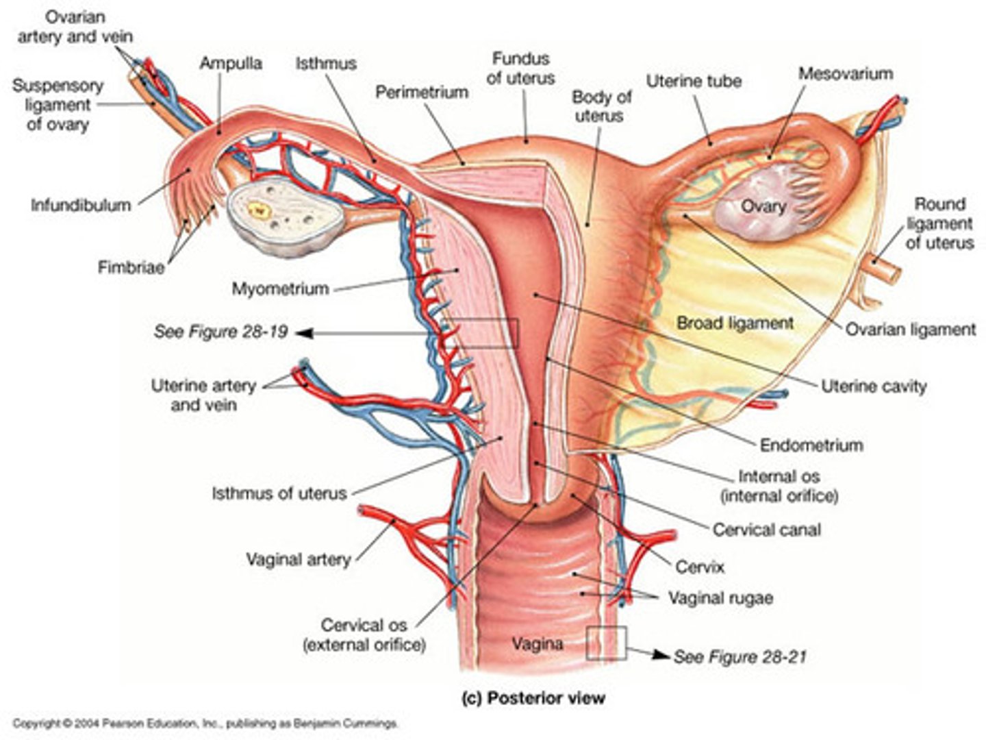 <p>body (pear shaped)</p><p>fundus (superior)</p><p>uterine cavity (internal opening)</p><p>isthmus (narrowing of uterus)</p><p>internal os (opening into isthmus)</p><p>cervix (cervical canal)</p><p>external os (external orifice of cervix)</p>