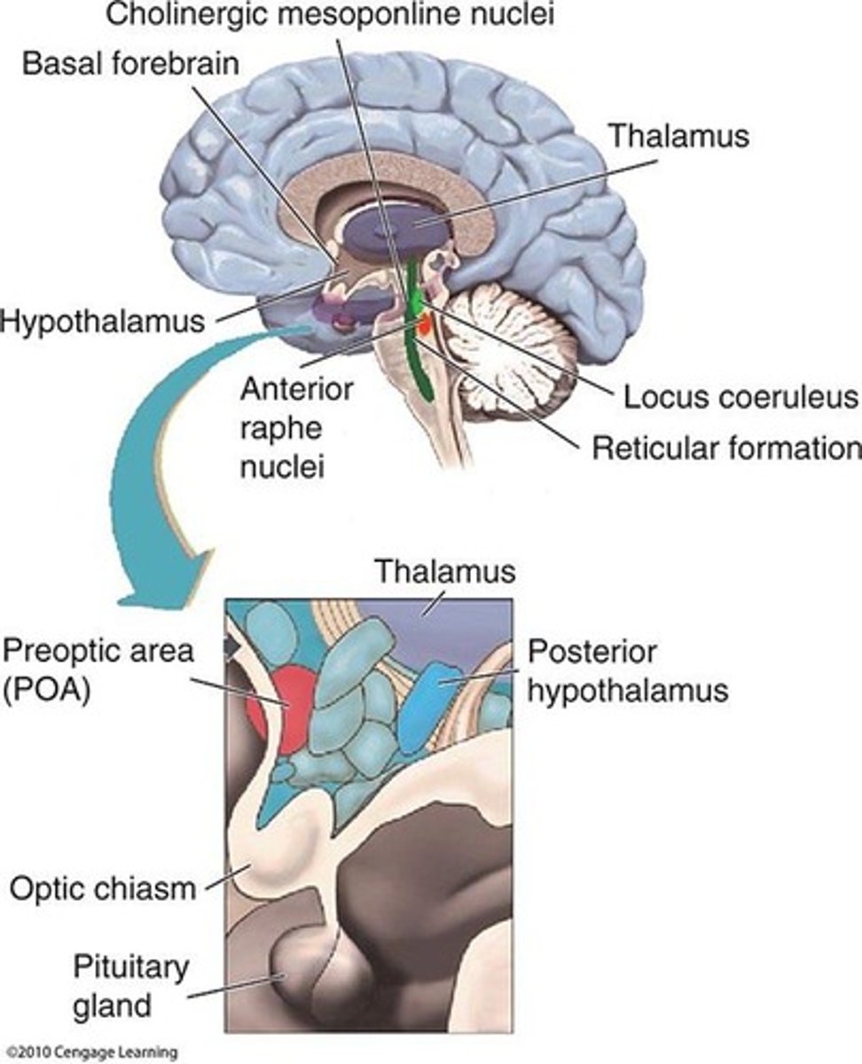 <p>Ventral pathway (medulla to cortex) and dorsal pathway (midbrain reticular formation to cortex).</p>