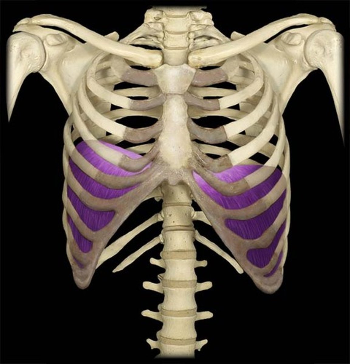 <p>expands thoracic cavity</p>