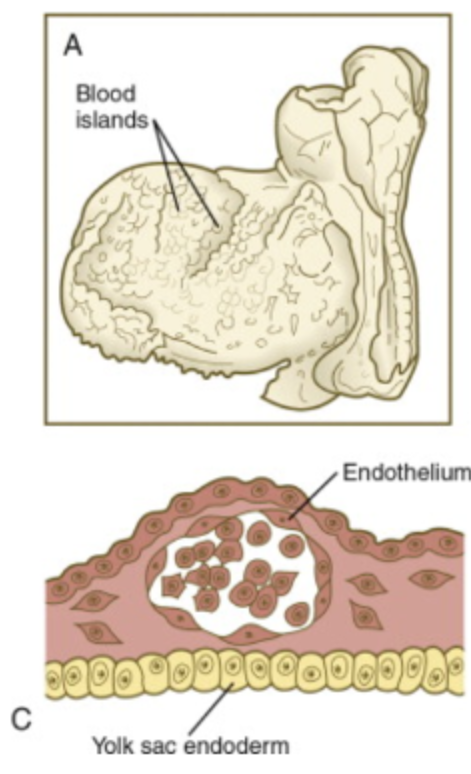 <p>____ ____ are formed and cavities develop in the islands to form primitive ____ _____ and ______</p>