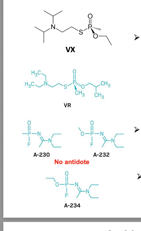 <ul><li><p>V class of nerve toxins were <u>less volatile</u> and to persist in the area that they were dispersed be used in warfare</p></li><li><p>VX is <u>more potent</u> than sarin</p><ul><li><p>exposure of 10 mg or more can be fatal</p></li><li><p>was used to kill Kim-Jong-nam (brother of kim jog-un) in malaysia in dec of 2017</p></li></ul></li><li><p>novichok class of nerve toxins was developed in russia</p></li><li><p>median lethal dose for A-234 is 0.2 mg (5000 lethal doses in a gram) and is below 0.1 mg for A-230 (10,000 lethal doses in a gram)</p></li><li><p>novichok agents = organophosphorus compounds, similar to sarin and VX, which <strong>inhibit</strong> the enzyme acetylcholinesterase and cause a biochemical logjam that crippled the nervous system</p><ul><li><p>symptoms range from sweating and twitching to seizures and inability to breathe</p></li></ul></li><li><p>irrversible modification of acetylcholinesterase by nerve gas agents such as A-230 CANNOT be reversed by treatment with 2-PAM to allow for regeneration of active enzyme b/c of <strong>increase stability</strong> of phosphonate esters</p></li><li><p>VX/VR = V series nerve agents</p></li><li><p>the As = novichok agents</p></li></ul><p></p>